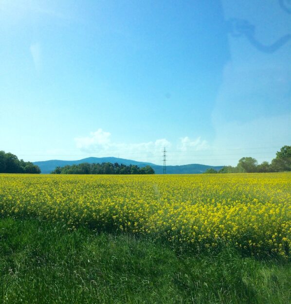 Yellow flowers field on the way to Cesky Krumlov